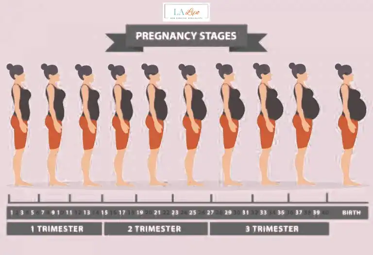 First Trimester (Weeks 1–12): Early Changes You Might Not Notice Taunton
